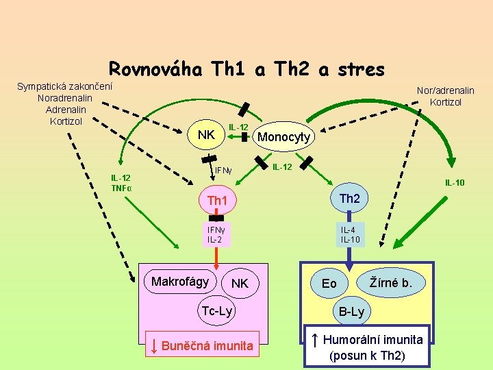 Rovnováha Th 1 a Th 2 a stres Sympatická zakončení Noradrenalin Adrenalin Kortizol Nor/adrenalin