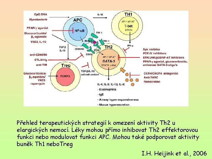 Přehled terapeutických strategií k omezení aktivity Th 2 u elargických nemocí. Léky mohou přímo