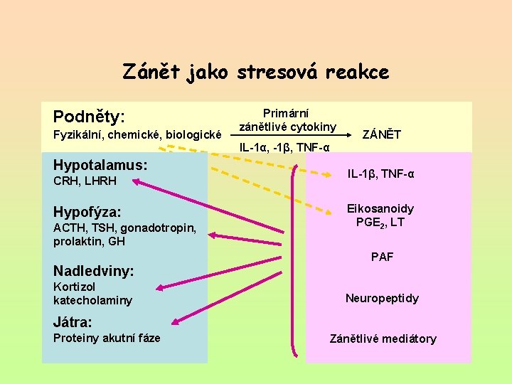 Zánět jako stresová reakce Podněty: Fyzikální, chemické, biologické Primární zánětlivé cytokiny ZÁNĚT IL-1α, -1β,