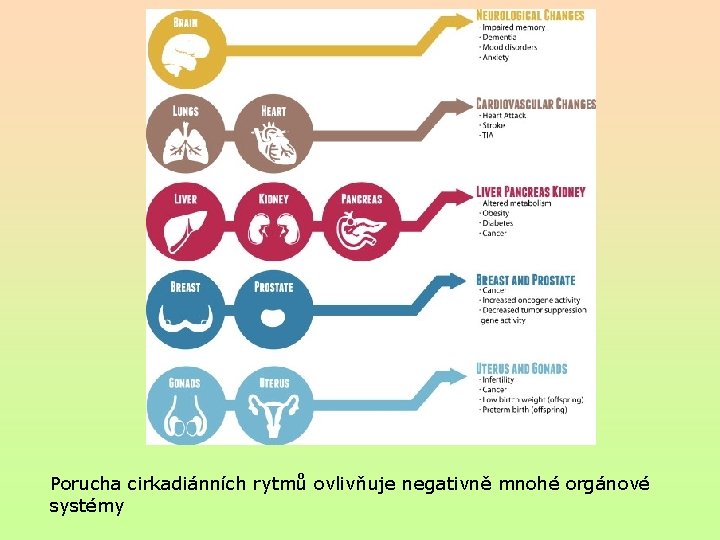 Porucha cirkadiánních rytmů ovlivňuje negativně mnohé orgánové systémy 