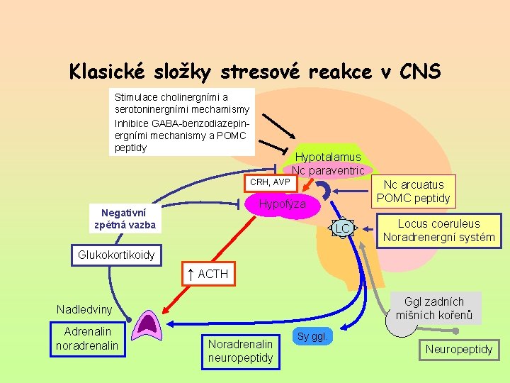 Klasické složky stresové reakce v CNS Stimulace cholinergními a serotoninergními mechamismy Inhibice GABA-benzodiazepinergními mechanismy