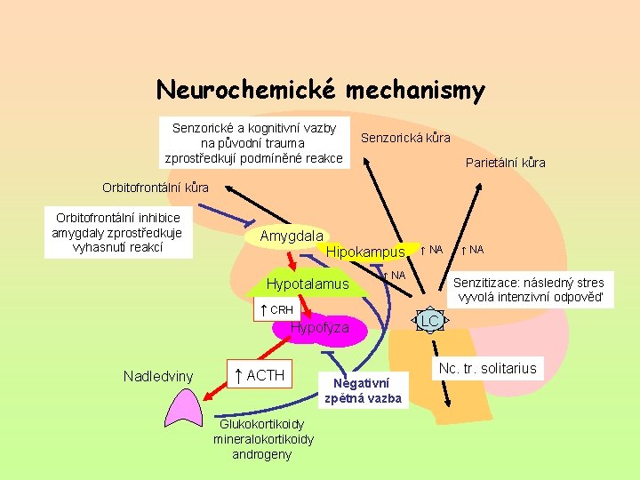 Neurochemické mechanismy Senzorické a kognitivní vazby na původní trauma zprostředkují podmíněné reakce Senzorická kůra