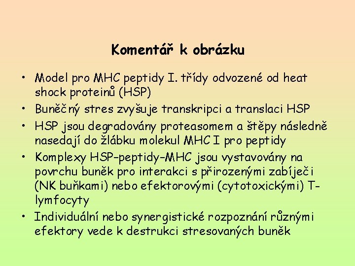 Komentář k obrázku • Model pro MHC peptidy I. třídy odvozené od heat shock