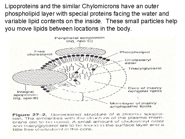 The Physiology of Blood 125 and 127 Chemical