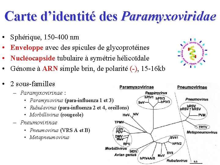 Carte d’identité des Paramyxoviridae • • Sphérique, 150 -400 nm Enveloppe avec des spicules