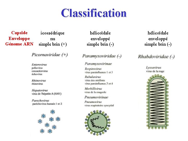 Classification Capside Enveloppe Génome ARN icosaédrique nu simple brin (+) hélicoïdale enveloppé simple brin