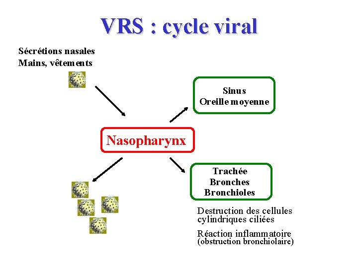 VRS : cycle viral Sécrétions nasales Mains, vêtements Sinus Oreille moyenne Nasopharynx Trachée Bronches