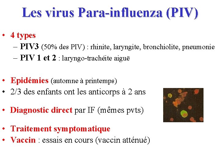 Les virus Para-influenza (PIV) • 4 types – PIV 3 (50% des PIV) :