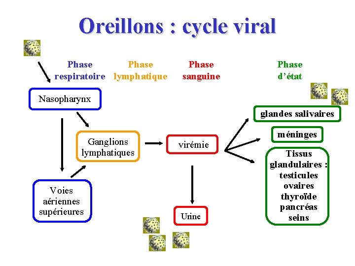 Oreillons : cycle viral Phase respiratoire lymphatique Phase sanguine Phase d’état Nasopharynx glandes salivaires