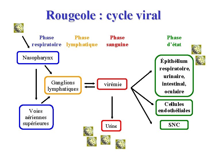 Rougeole : cycle viral Phase respiratoire lymphatique Phase sanguine Nasopharynx Ganglions lymphatiques Voies aériennes