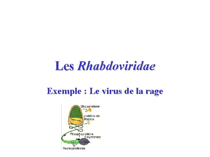 Les Rhabdoviridae Exemple : Le virus de la rage 