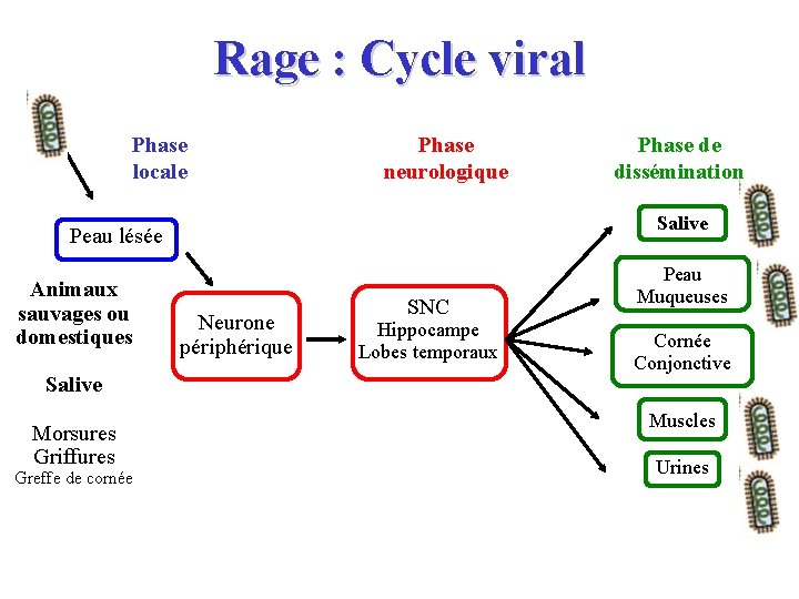 Rage : Cycle viral Phase locale Phase neurologique Salive Peau lésée Animaux sauvages ou