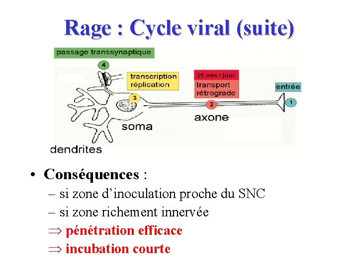 Rage : Cycle viral (suite) • Conséquences : – si zone d’inoculation proche du