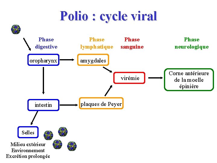 Polio : cycle viral Phase digestive oropharynx Phase lymphatique Phase sanguine amygdales virémie intestin