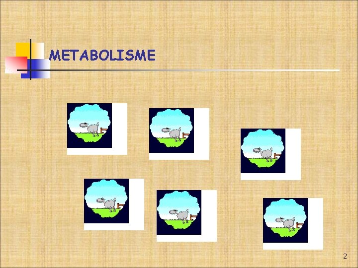 METABOLISME 2 