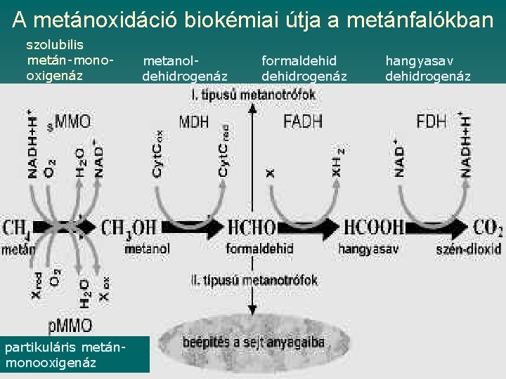 A metánoxidáció biokémiai útja a metánfalókban szolubilis metán-monooxigenáz partikuláris metánmonooxigenáz metanoldehidrogenáz formaldehidrogenáz hangyasav dehidrogenáz