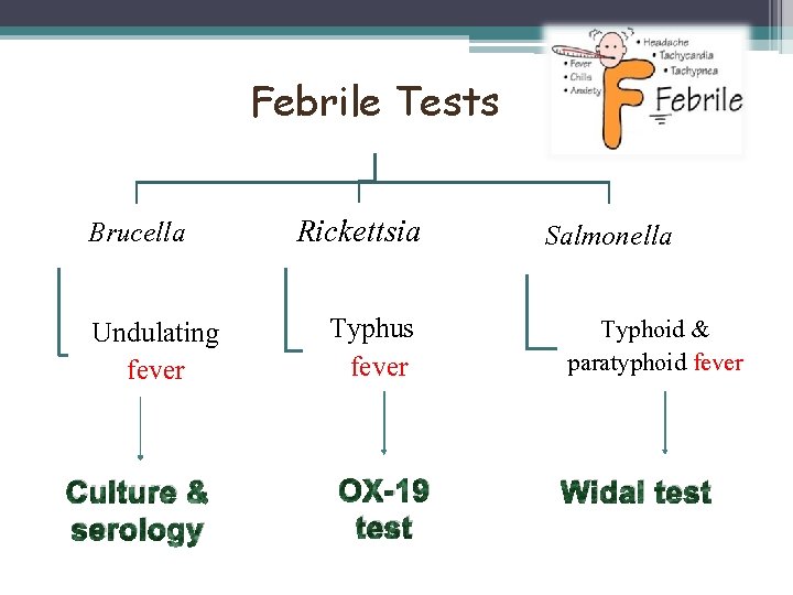 Febrile Tests Brucella Undulating fever Culture & serology Rickettsia Typhus fever OX-19 test Salmonella