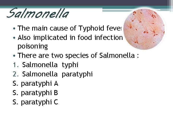 Salmonella • The main cause of Typhoid fever • Also implicated in food infection