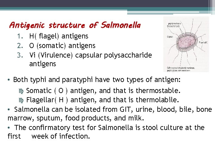 Antigenic structure of Salmonella 1. H( flagel) antigens 2. O (somatic) antigens 3. Vi