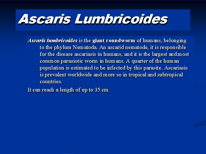 Ascaris Lumbricoides Ascaris lumbricoides is the giant roundworm of humans, belonging to the phylum