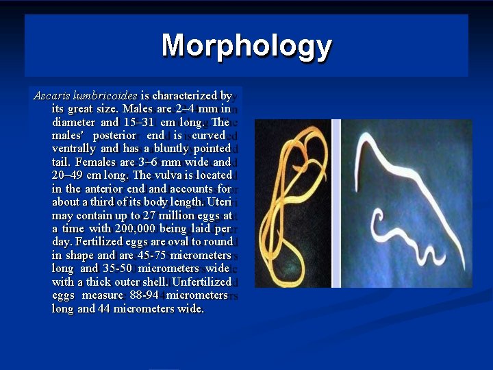 Morphology Ascaris lumbricoides is characterized by its great size. Males are 2– 4 mm