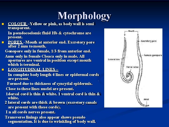 Morphology COLOUR –Yellow or pink, as body wall is semi transparent. In pseudocoelomic fluid