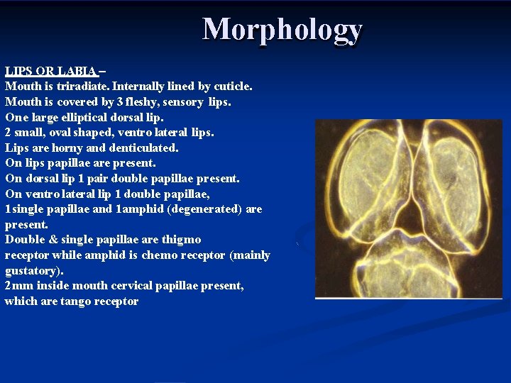 Morphology LIPS OR LABIA – Mouth is triradiate. Internally lined by cuticle. Mouth is