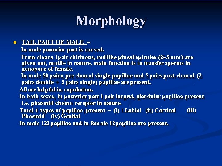 Morphology TAIL PART OF MALE – In male posterior part is curved. From cloaca