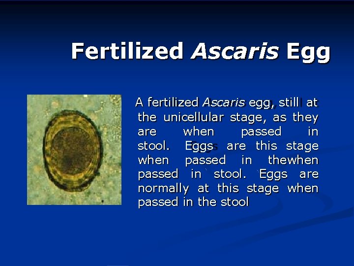 Fertilized Ascaris Egg A fertilized Ascaris egg, still at the unicellular stage, as they