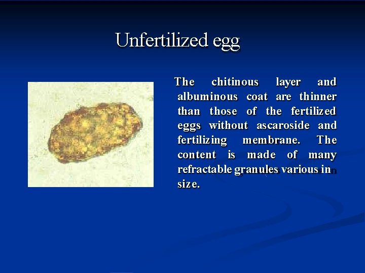 Unfertilized egg The chitinous layer and albuminous coat are thinner than those of the