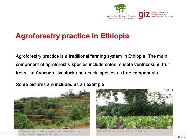 Agroforestry practice in Ethiopia Agroforestry practice is a traditional farming system in Ethiopia. The