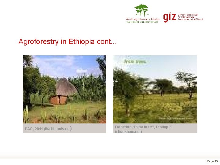 Agroforestry in Ethiopia cont. . . FAO, 2011 (livelihoods. eu ) Fidherbia albida in