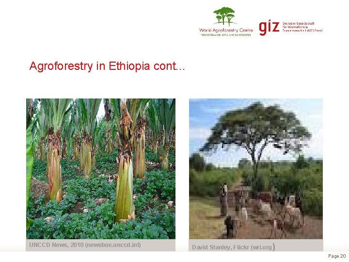 Agroforestry in Ethiopia cont. . . UNCCD News, 2010 (newsbox. unccd. int) David Stanley,