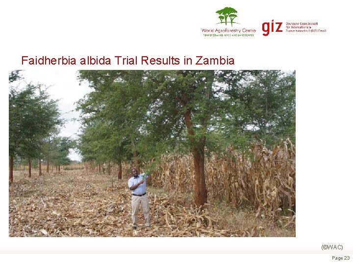 Faidherbia albida Trial Results in Zambia Maize yield - zero fertiliser (tons/ha) 2008 2009