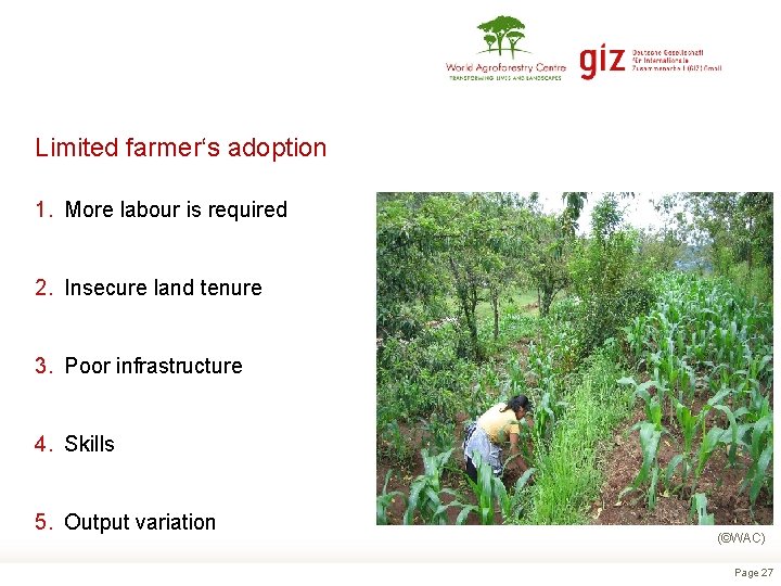 Limited farmer‘s adoption 1. More labour is required 2. Insecure land tenure 3. Poor