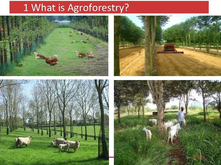 1 What is Agroforestry? 