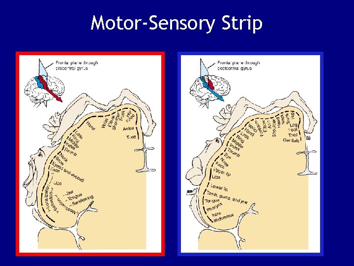 Motor-Sensory Strip 