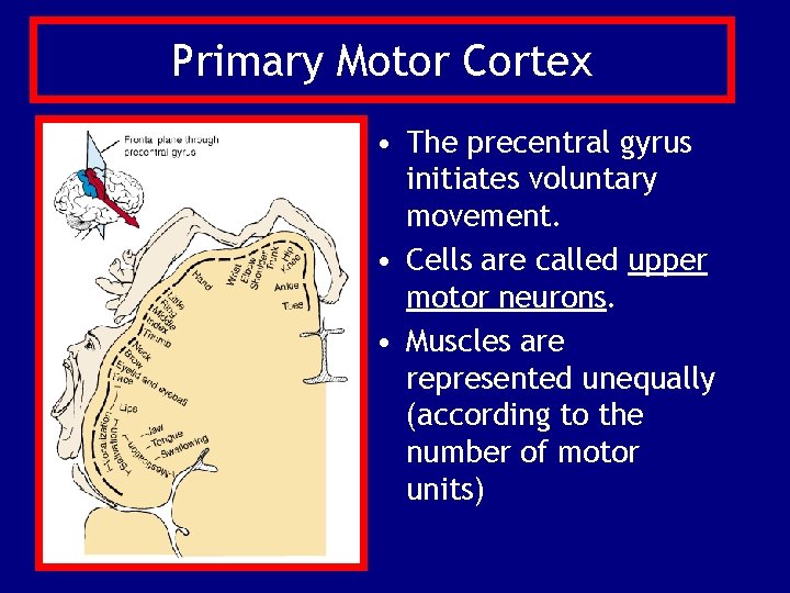 Primary Motor Cortex • The precentral gyrus initiates voluntary movement. • Cells are called