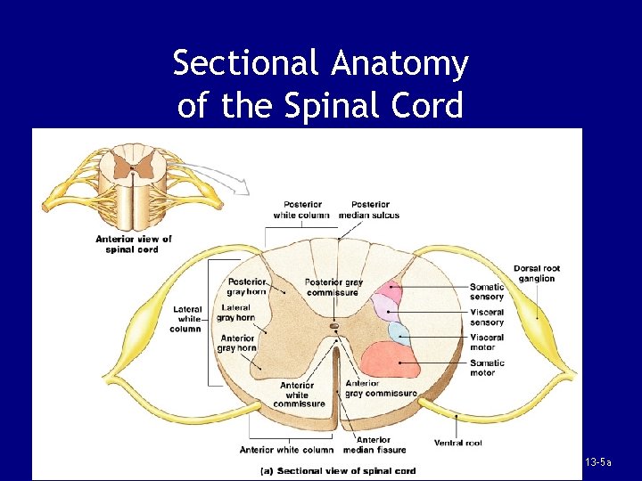 Sectional Anatomy of the Spinal Cord Figure 13– 5 a 