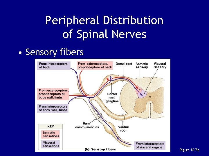 Peripheral Distribution of Spinal Nerves • Sensory fibers Figure 13– 7 b 