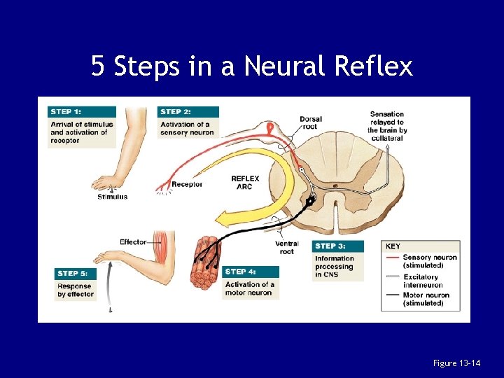 5 Steps in a Neural Reflex Figure 13– 14 