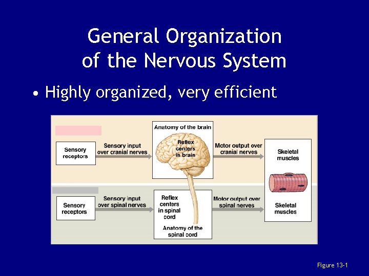 General Organization of the Nervous System • Highly organized, very efficient Figure 13– 1
