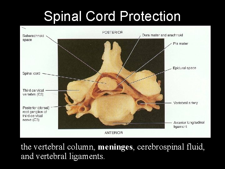Spinal Cord Protection the vertebral column, meninges, cerebrospinal fluid, and vertebral ligaments. 