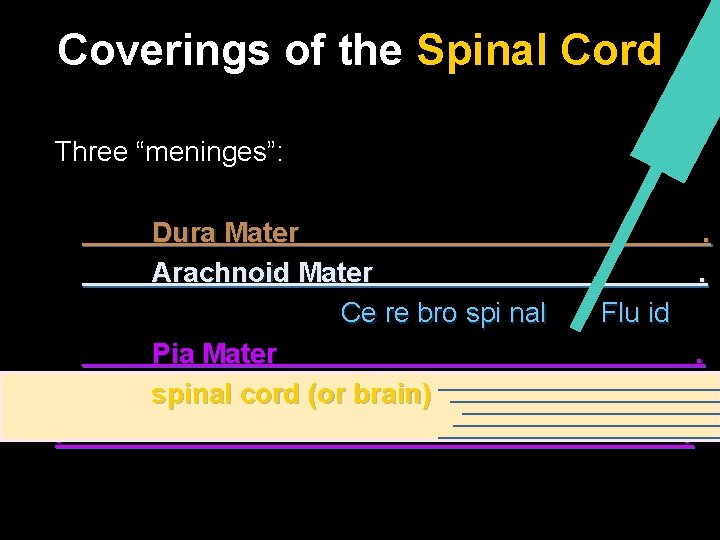 Coverings of the Spinal Cord Three “meninges”: Dura Mater Arachnoid Mater Ce re bro