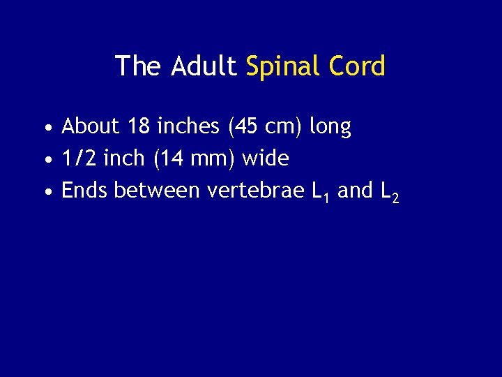 The Adult Spinal Cord • About 18 inches (45 cm) long • 1/2 inch