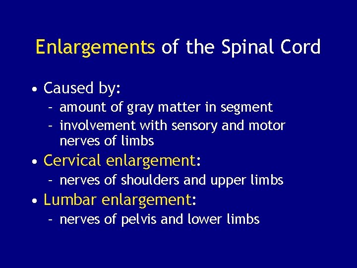 Enlargements of the Spinal Cord • Caused by: – amount of gray matter in