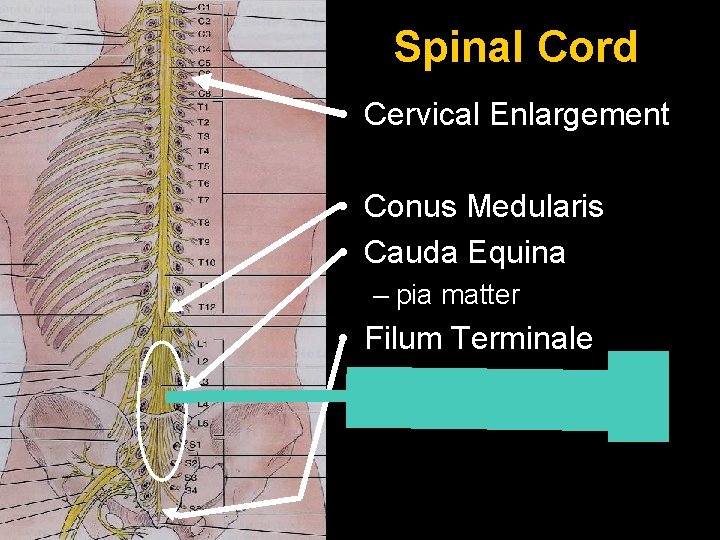 Spinal Cord • Cervical Enlargement • Conus Medularis • Cauda Equina – pia matter