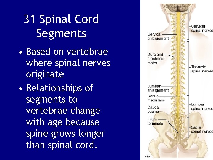 31 Spinal Cord Segments • Based on vertebrae where spinal nerves originate • Relationships