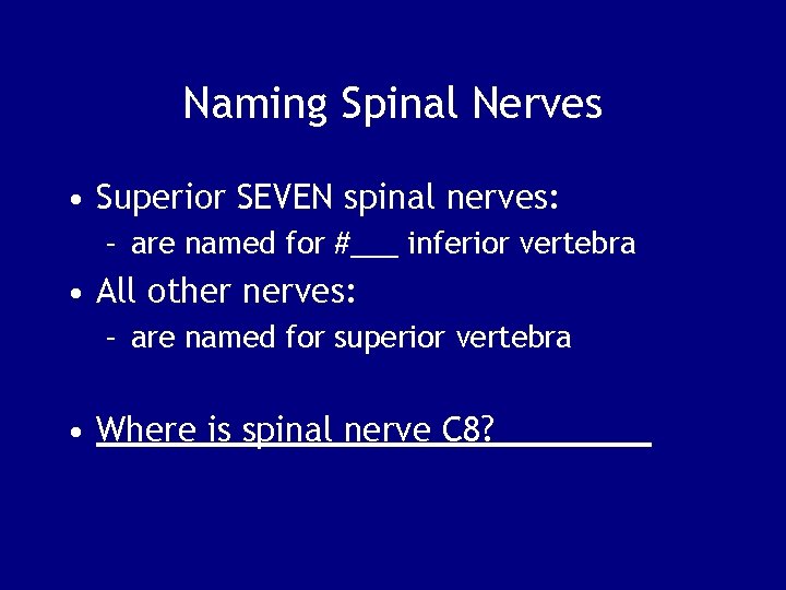 Naming Spinal Nerves • Superior SEVEN spinal nerves: – are named for #___ inferior