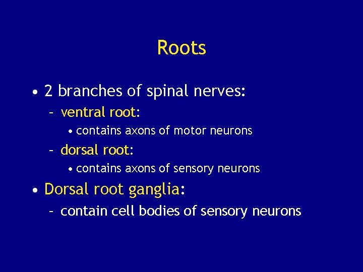 Roots • 2 branches of spinal nerves: – ventral root: • contains axons of